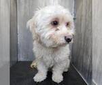 Small Poodle (Miniature) Mix