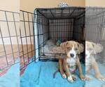 Small #5 Bullboxer Pit