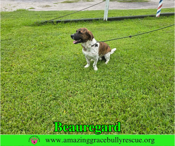 Medium Photo #2 Basset Hound-Unknown Mix Puppy For Sale in Milton, FL, USA