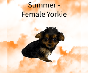 Yorkshire Terrier Puppy for sale in AZLE, TX, USA