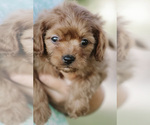 Small Photo #2 Cavapoo Puppy For Sale in ELKTON, KY, USA