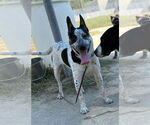 Small #1 Mutt