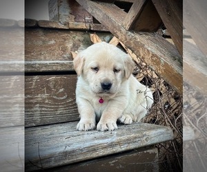 Labrador Retriever Puppy for sale in AUGUSTA, WI, USA