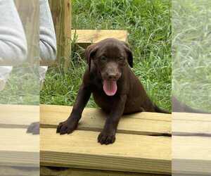 Medium Labrador Retriever