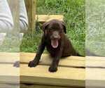 Puppy Puppy Chocolate Labrador Retriever