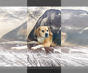 Louie-He's got a sponsor! - Male Puggle Dog for Adoption - Photo #10