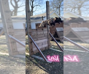 Mother of the Belgian Malinois puppies born on 01/10/2026