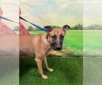 Small #2 Black Mouth Cur Mix