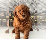 Puppy 3 Goldendoodle-Poodle (Miniature) Mix