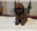 Small Photo #9 Goldendoodle (Miniature) Puppy For Sale in DUBLIN, TX, USA