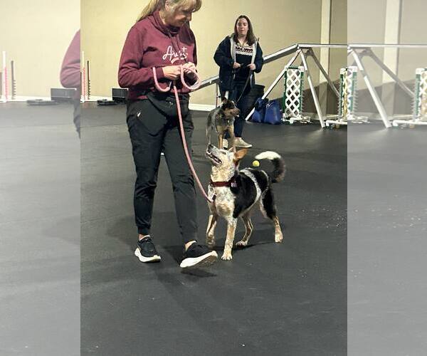 Medium Photo #4 Mutt Puppy For Sale in Highland, IL, USA