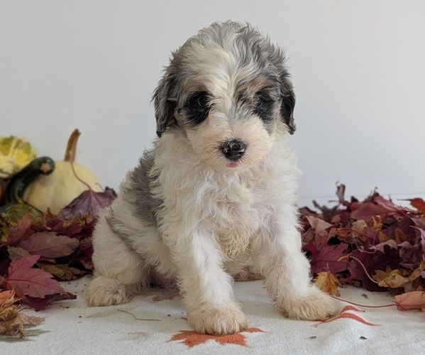 Medium Photo #1 Schnoodle (Miniature) Puppy For Sale in GOSHEN, IN, USA