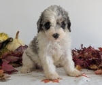 Puppy Nala Schnoodle (Miniature)