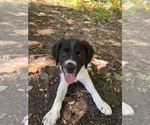 Puppy Gumbo Brittany