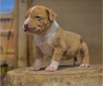 Puppy 1 American Bully