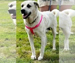 Small #3 Anatolian Shepherd-Labrador Retriever Mix
