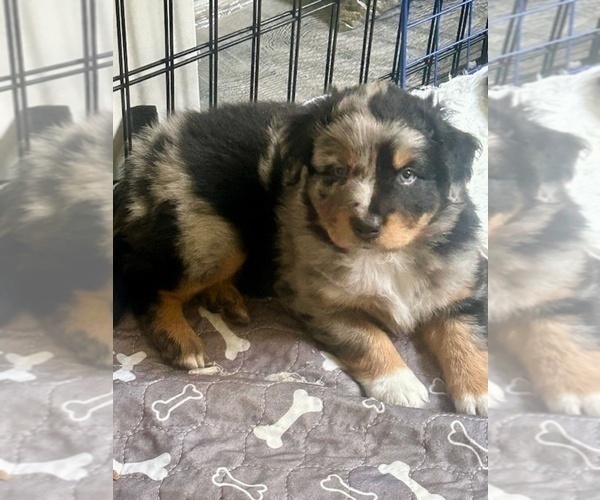 Medium Photo #13 Australian Shepherd Puppy For Sale in TORRANCE, CA, USA