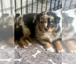 Small #2 Australian Shepherd