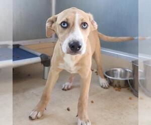 Mutt Dogs for adoption in San Antonio, TX, USA