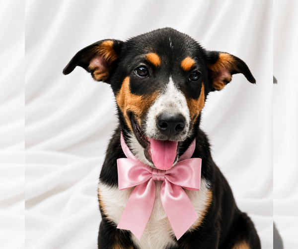 Medium Photo #3 Border-Aussie Puppy For Sale in Mt. Laurel, NJ, USA