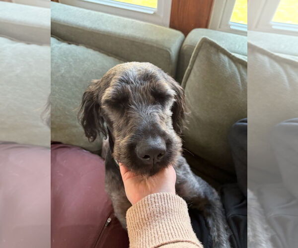 Medium Photo #3 Poodle (Standard)-Unknown Mix Puppy For Sale in Grafton, WI, USA