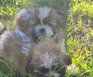 Shih Tzu Puppy for sale in CHIPLEY, FL, USA