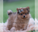 Small Photo #62 Pomeranian Puppy For Sale in WARSAW, IN, USA