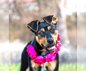 Mutt Dogs for adoption in Unionville, PA, USA