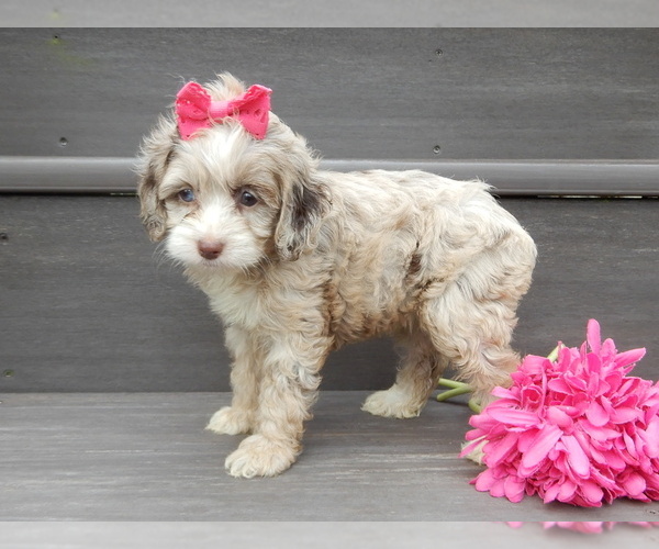 Medium Photo #1 Cockapoo (Miniature) Puppy For Sale in WOOSTER, OH, USA