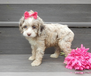 Cockapoo (Miniature) Puppy for sale in WOOSTER, OH, USA