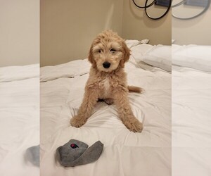 Goldendoodle (Miniature) Puppy for sale in SCOTTS VALLEY, CA, USA