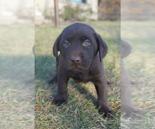 Medium Photo #1 Labrador Retriever Puppy For Sale in SOUTH WAYNE, WI, USA
