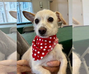 Ava - Female Jack Chi Dog for Adoption - Photo #2