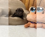 Small #5 Labrador Retriever