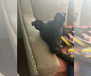 Mavi Lizman - Female Mutt Dog for Adoption - Photo #21