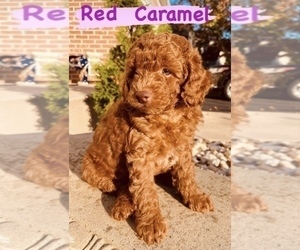 Poodle (Miniature) Puppy for Sale in FREDERICK, Maryland USA