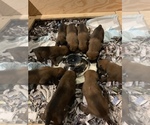 Small Photo #6 Belgian Malinois Puppy For Sale in LOS ANGELES, CA, USA