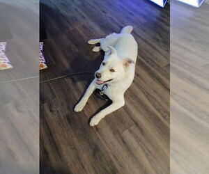 Snow - Male Akita-Labrador Retriever Mix Dog for Adoption - Photo #3