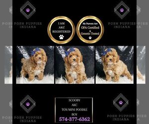 Poodle (Miniature) Puppy for sale in WARSAW, IN, USA