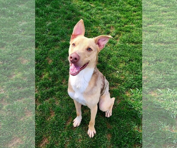 Medium Photo #5 Australian Shepherd-Unknown Mix Puppy For Sale in Rootstown, OH, USA
