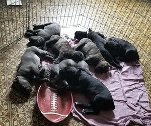 Cane Corso Puppy for sale in CRYSTAL CITY, MO, USA