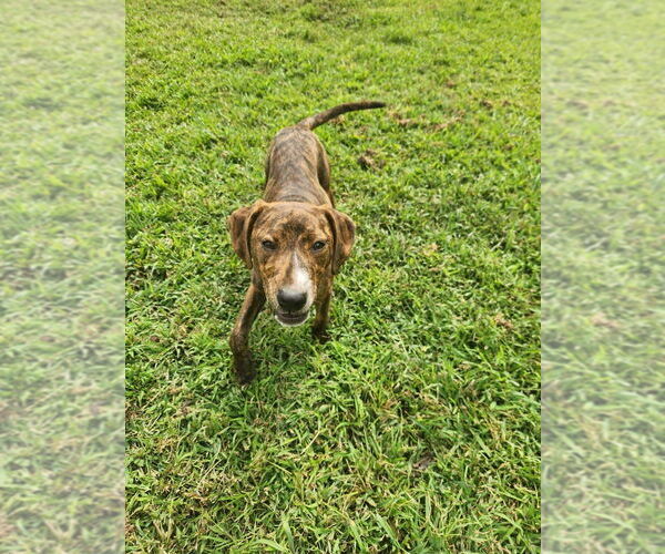 Medium Photo #2 Plott Hound-Unknown Mix Puppy For Sale in garner, NC, USA