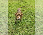 Small #1 Plott Hound Mix