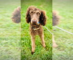 Small #3 Poodle (Standard)