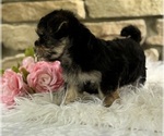 Small #4 Morkie