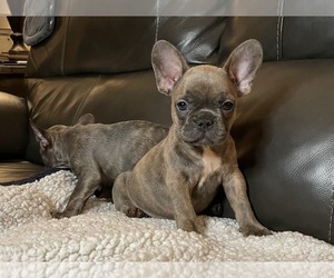 French Bulldog Puppy for sale in SACRAMENTO, CA, USA
