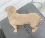 Small #3 American Bully