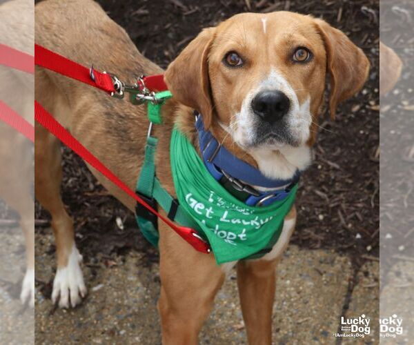 Medium Photo #7 Retriever -Unknown Mix Puppy For Sale in Washington, DC, USA