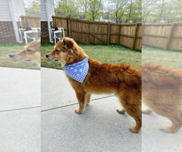 Medium Photo #4 Border Collie-Golden Retriever Mix Puppy For Sale in Mt. Laurel, NJ, USA