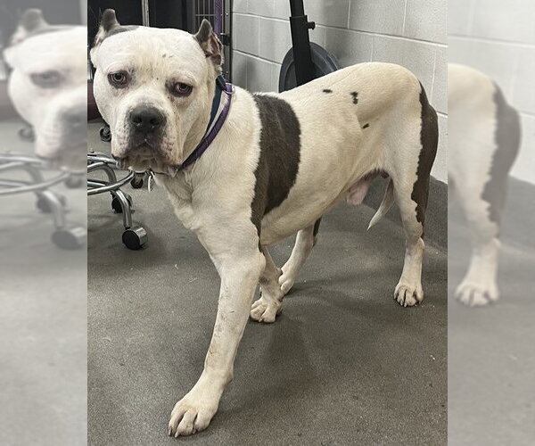 Medium Photo #1 American Bulldog-Unknown Mix Puppy For Sale in Forestville, MD, USA